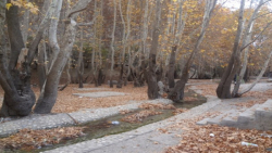 تنگ گنجه ای نگین سبز زاگرس جنوبی