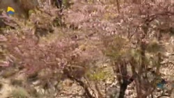 نماهنگ برکت