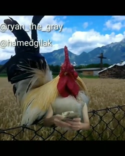 کلیپ خنده دار حامد گیلک