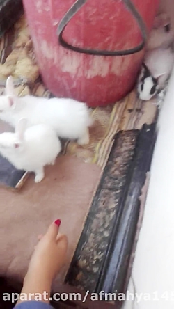 بچه خرگوش