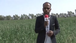 اقتصاد کشاورزی محوری توسعه ای برای غرب بلوچستان//1