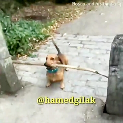 ویدیو خنده دار حامد گیلک