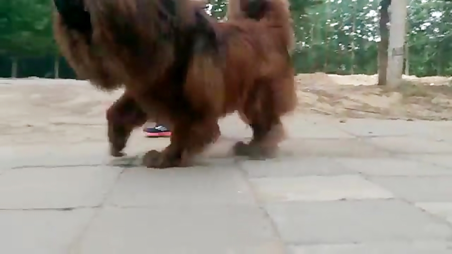 سگ ماستیف تبتی - پادشاه واقعی ! (Tibetan Mastiff) زمان50ثانیه