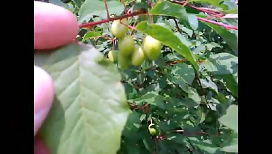 تی کار تمامه, تو و