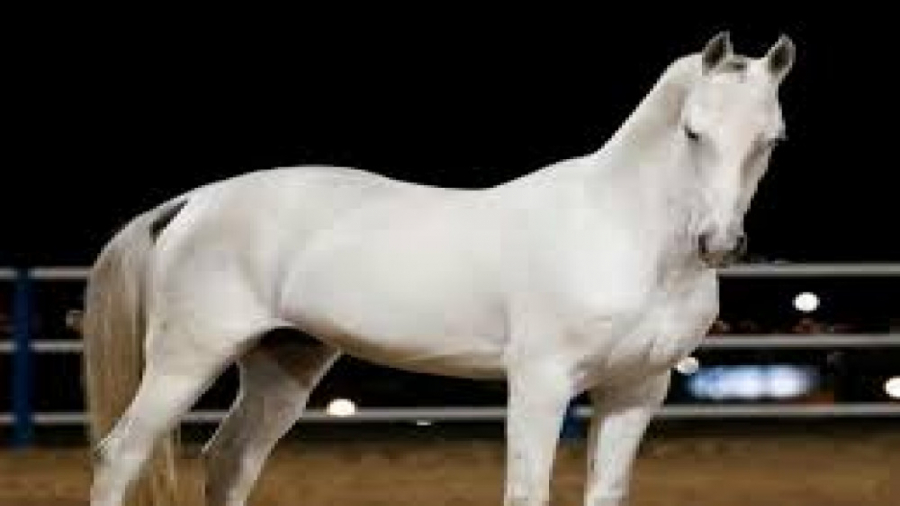 پیدا کردن اسب عرب سفید در رد دد2