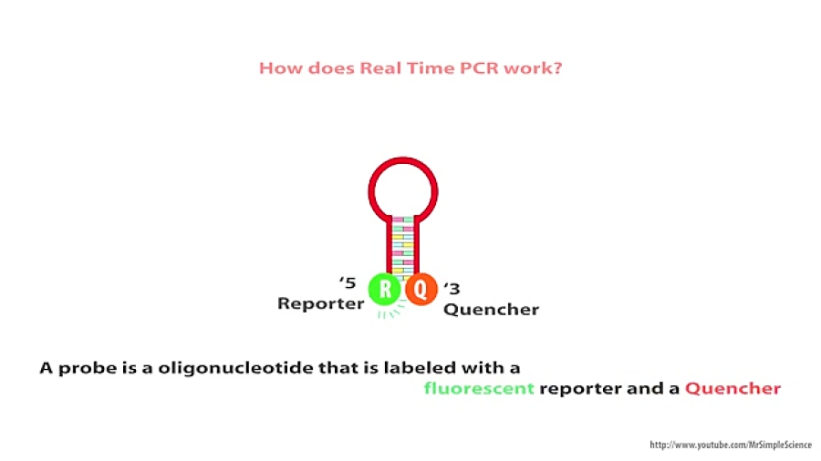 Real Time PCR پاکسازی پوست