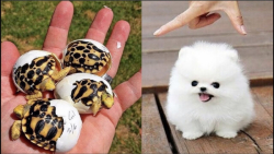 حیوانات بامزه خنده دار  کلیپ ح...