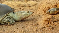 لاکپشت ماهی خوار