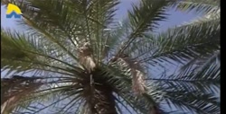 نماهنگ خلیج فارس