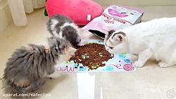 ناستیا استیسی جدید | ماجرای نا...