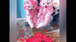 کلیپ حیوانات  بچه سگ های بامزه...