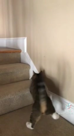 پیشی شراب نخور