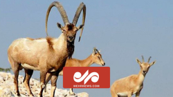 تصاویر دیدنی از حیات وحش مازندران