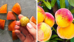 ایده های شگفت انگیز بانوان - ت...