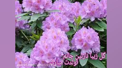 تولدت برای اسم نازنین @tavalo_d رفع افتادگی پلک