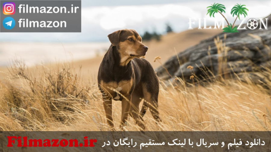 تریلر فیلم A Dog's Way Home 2019 زمان164ثانیه