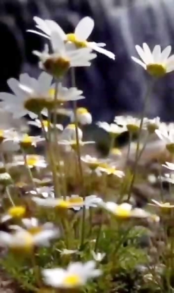 عماد من لا عماد له