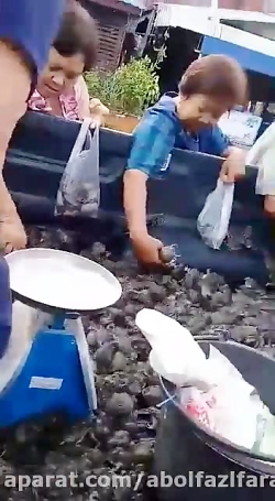 در این فصل چینی ها غورباقه میخ...