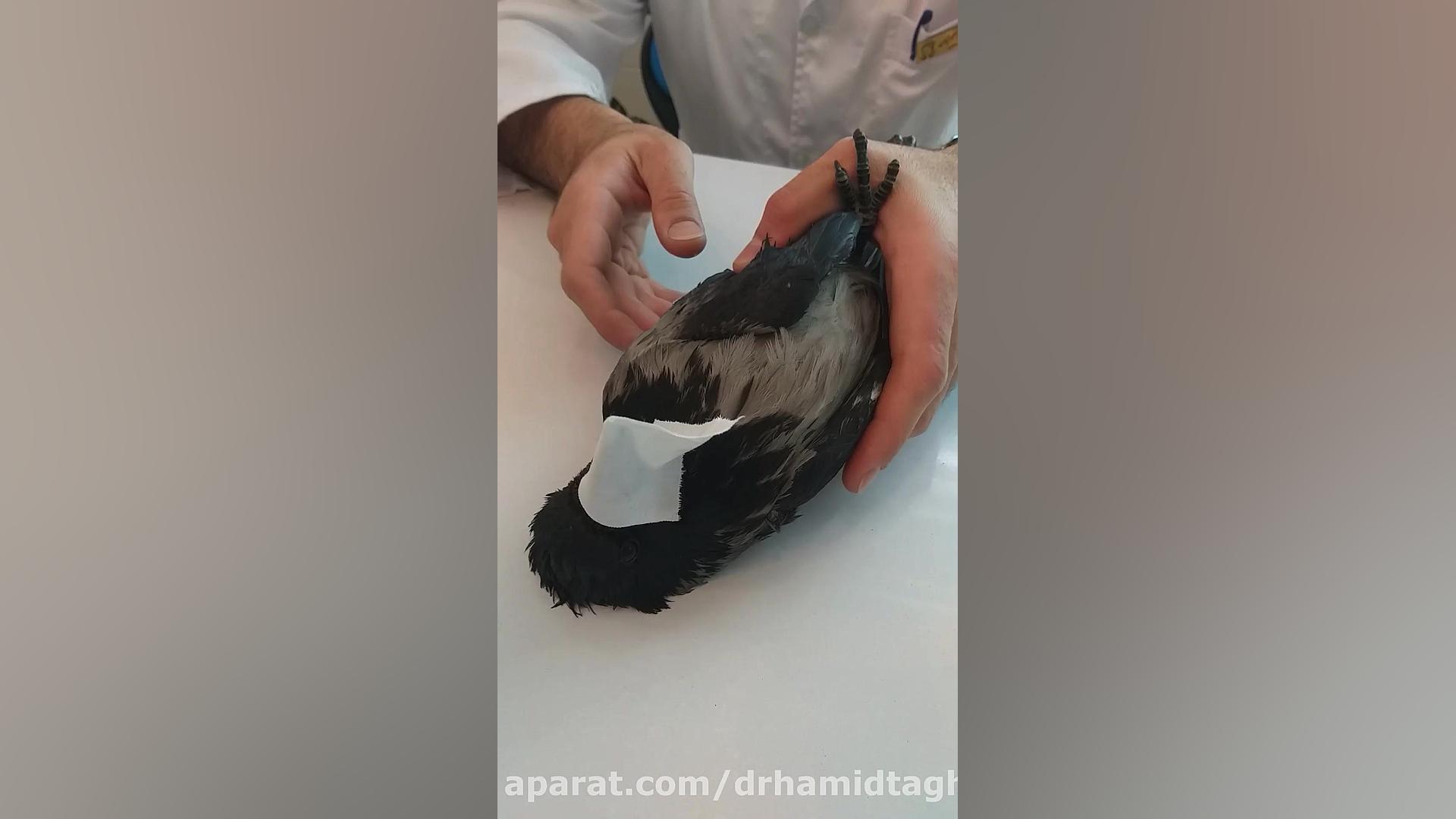 مراجعه کلاغ به بیمارستان دامپزشکی ابرسانی پوست