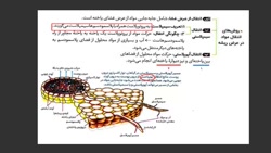 فصل 7 زیست شناسی پایه دهم گفتا...
