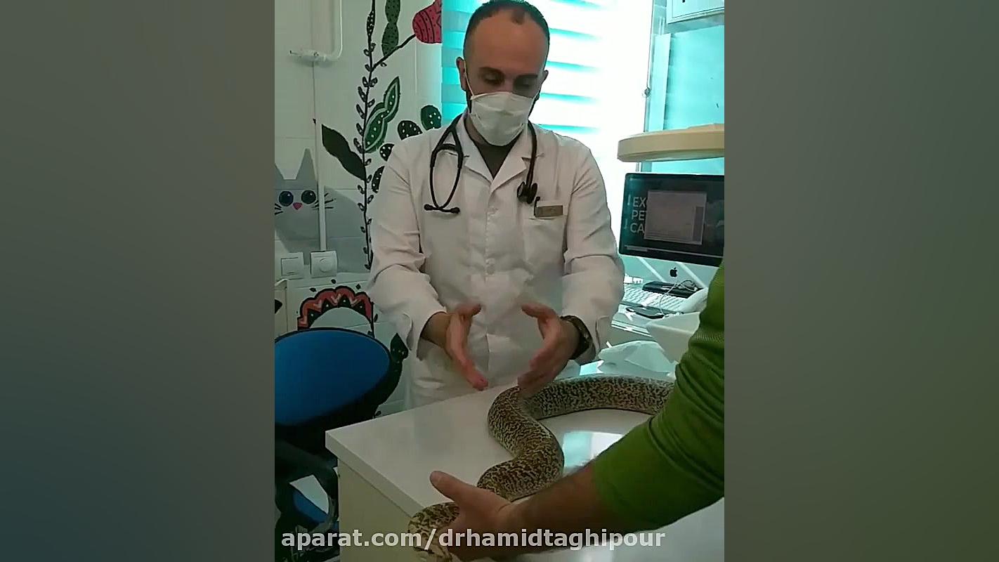 معاینه مار در دامپزشکی دکتر تقی پور کشیدن دندان
