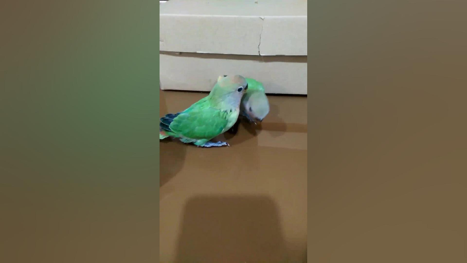 ملاقات طوطی برزیلی پدر با جوجه ها زمان29ثانیه