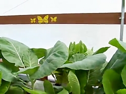 کشت گوجه فرنگی بدون خاک