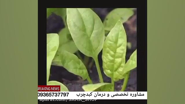 سیروز کبدی و درمان قطعی کبد چرب چیست؟؟ لیپوساکشن