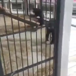 موبایل‌قاپی به حیوانات هم رسید...