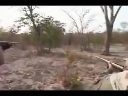 این شکارچی ها شیرهای بیچاره را...