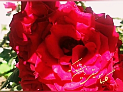 صبح بخیر انگیزشی،انرژی مثبت ،و...