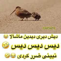 دیش دیزی دیدین ماشالا