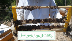 اولین برداشت ژل رویال زنبور عسل
