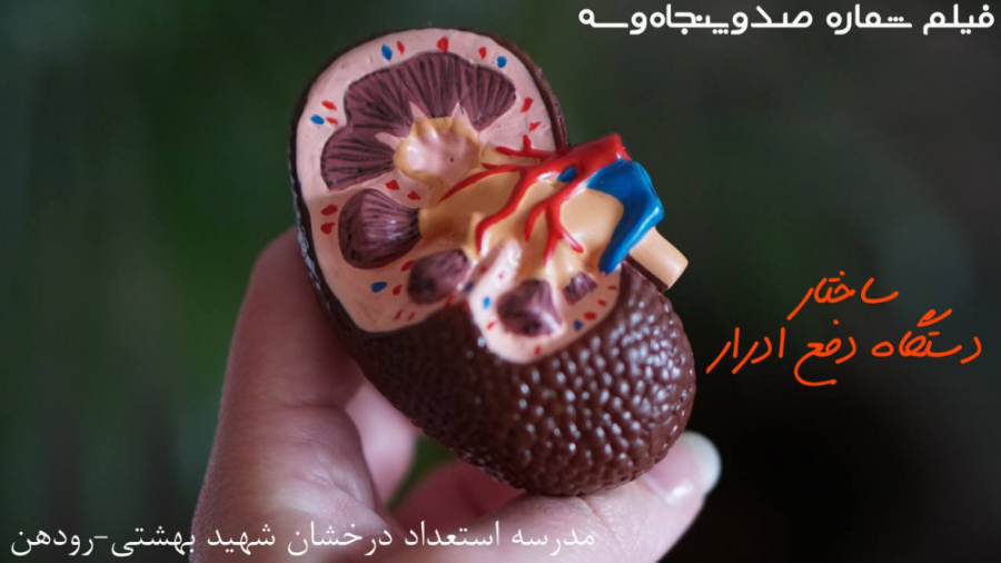 ۱۵۳-فصل پانزدهم-ساختار دستگاه دفع ادرار جرمگیری