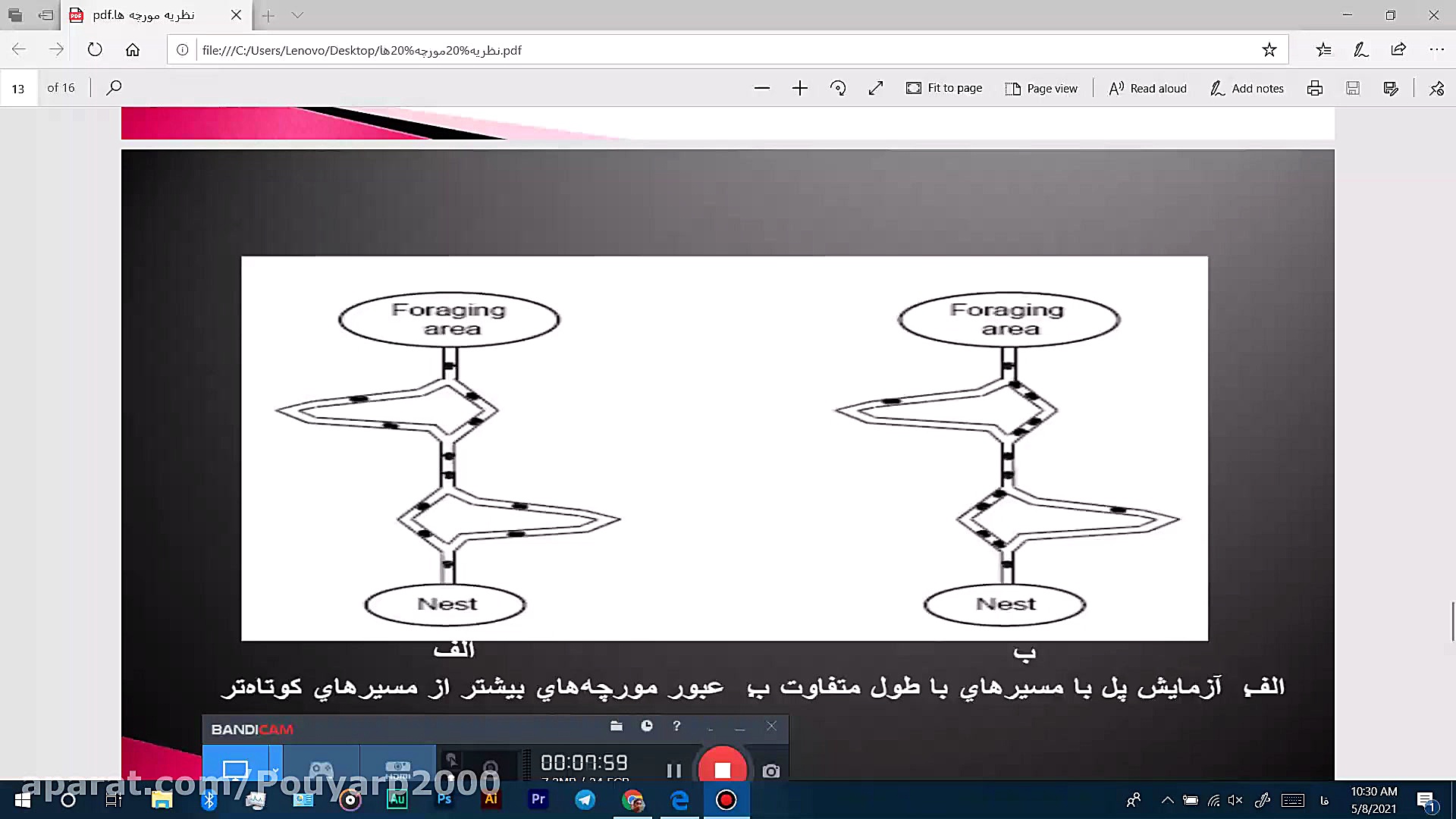 پویا رضایی پور دکتر محمد حسین رضوانی