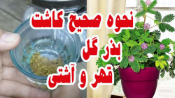 آموزش کاشت بذر گل قهر و آشتی