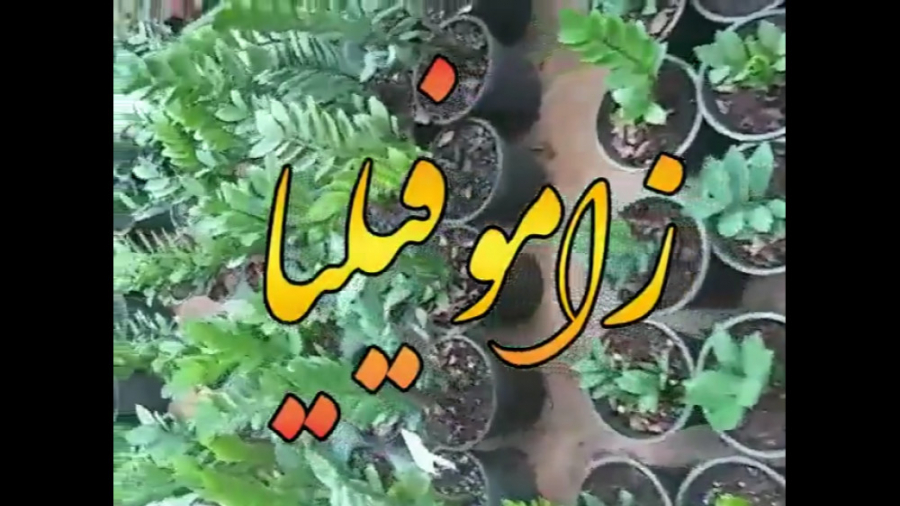 فروش و پخش عمده زاموفیلیا : 09176073696 زمان44ثانیه