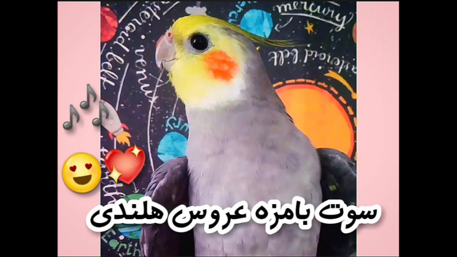 سوت و حرف زدن عروس هلندی (فریدون:) بامزه و خوش صدا :: آواز خواندن طوطی حامد همایون