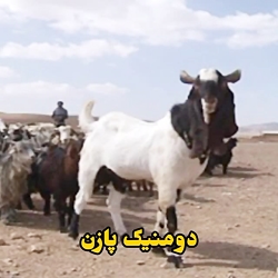 فرار از زندان
