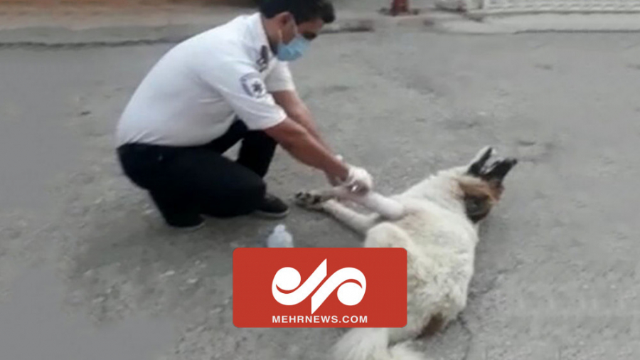 پناه آوردن سگ زخمی به اورژانس دندانپزشکی کودکان