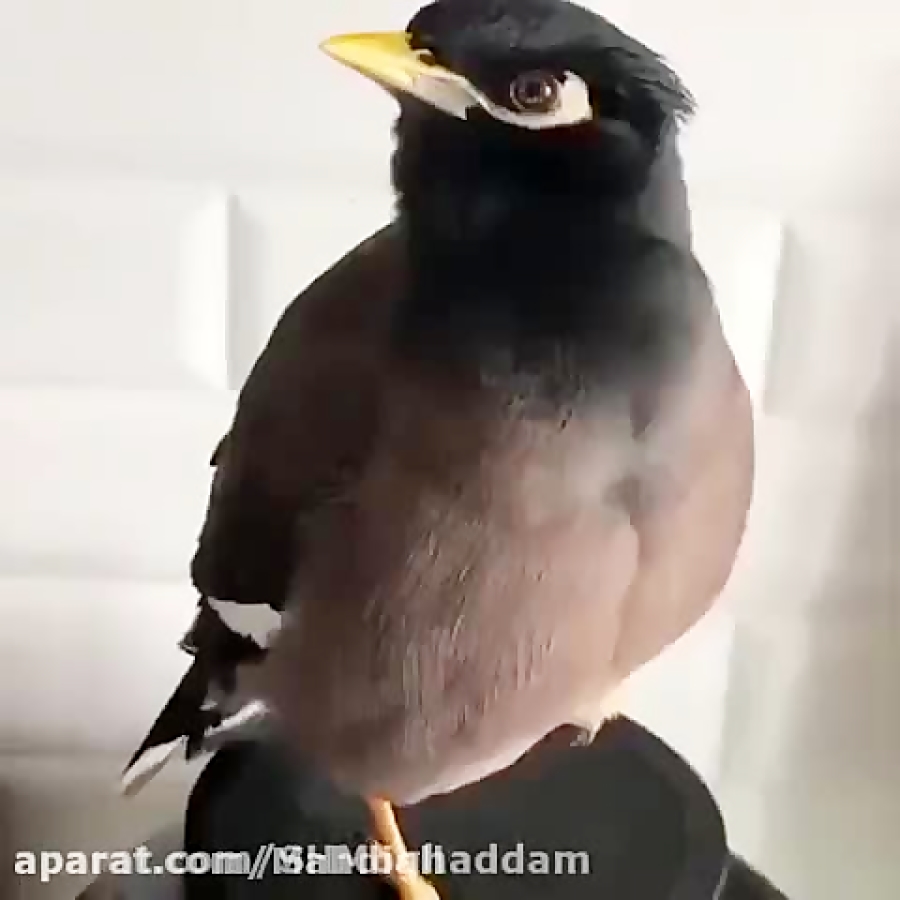 صحبت کردن زیبای مرغ مینا