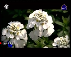 ترانه " شادمانه " با صدای استا...