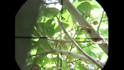 شکار پرنده باسلاح:Air Arms S51...