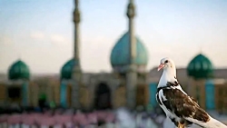 کلیپ ولادت امام زمان تبریک عید...