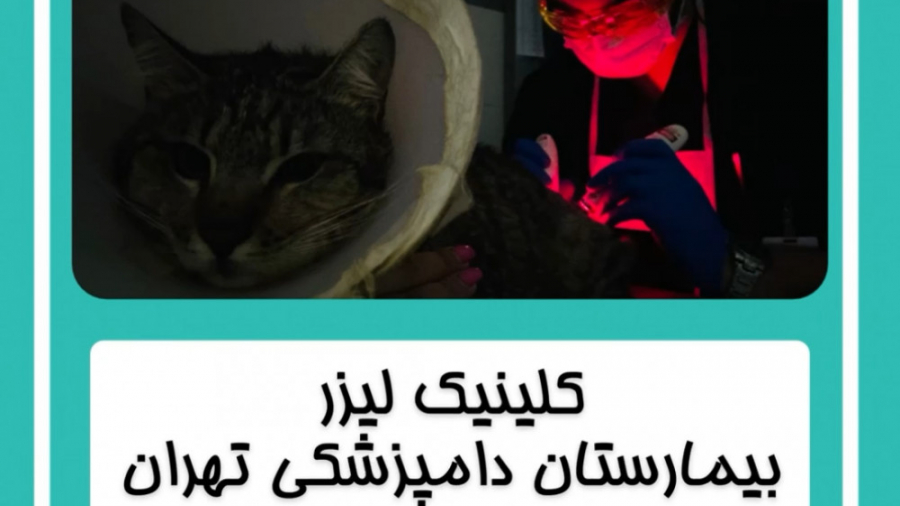 کلینیک تخصصی لیزر بیمارستان دامپزشکی تهران پزشکی زیرآب