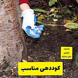مقاوم سازی درختان در فصل تابستان
