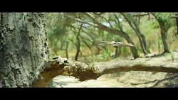 قابلیت های نسل بعدی پهبادها را...