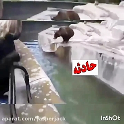 حمله خرس به انسان در آب
