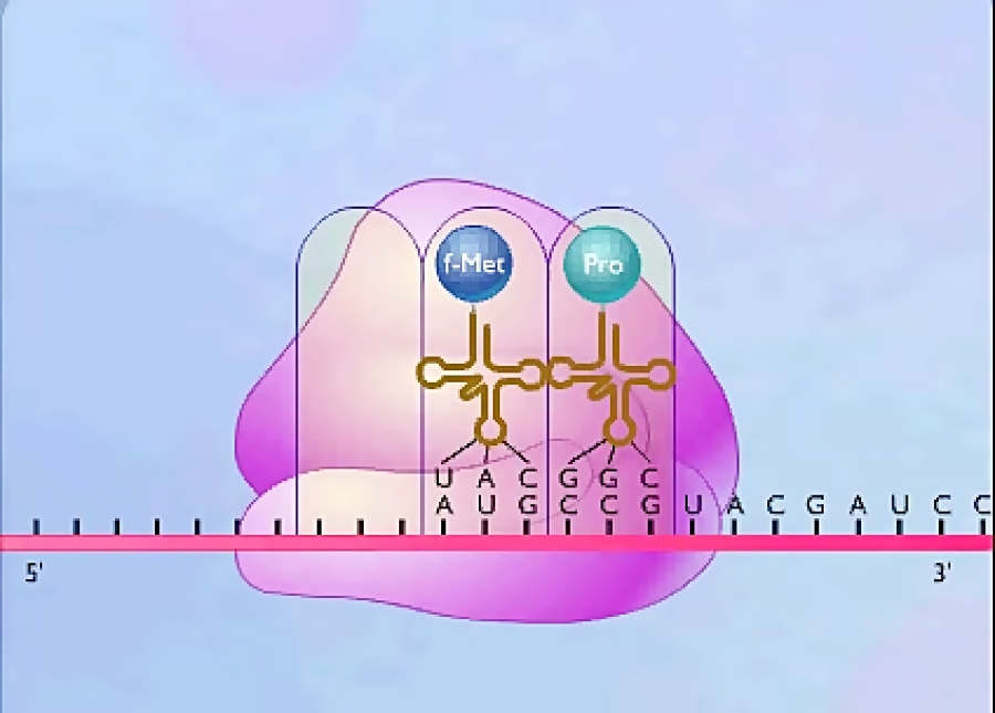 Protein Synthesis Animation