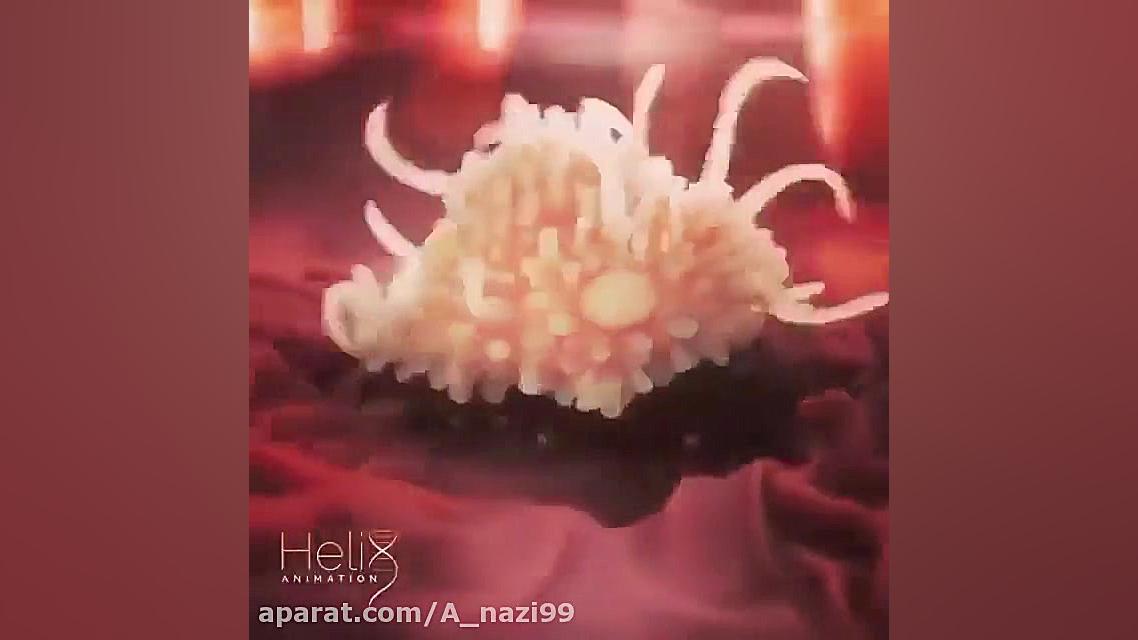 حمله گلبول سفید بیگانه خوار به باکتری ها FEV1